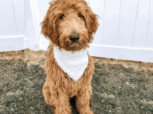 Family online bred puppies